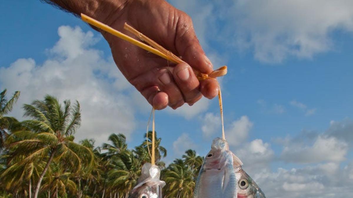 Pescador con sardinas en el estado de Alagoas.