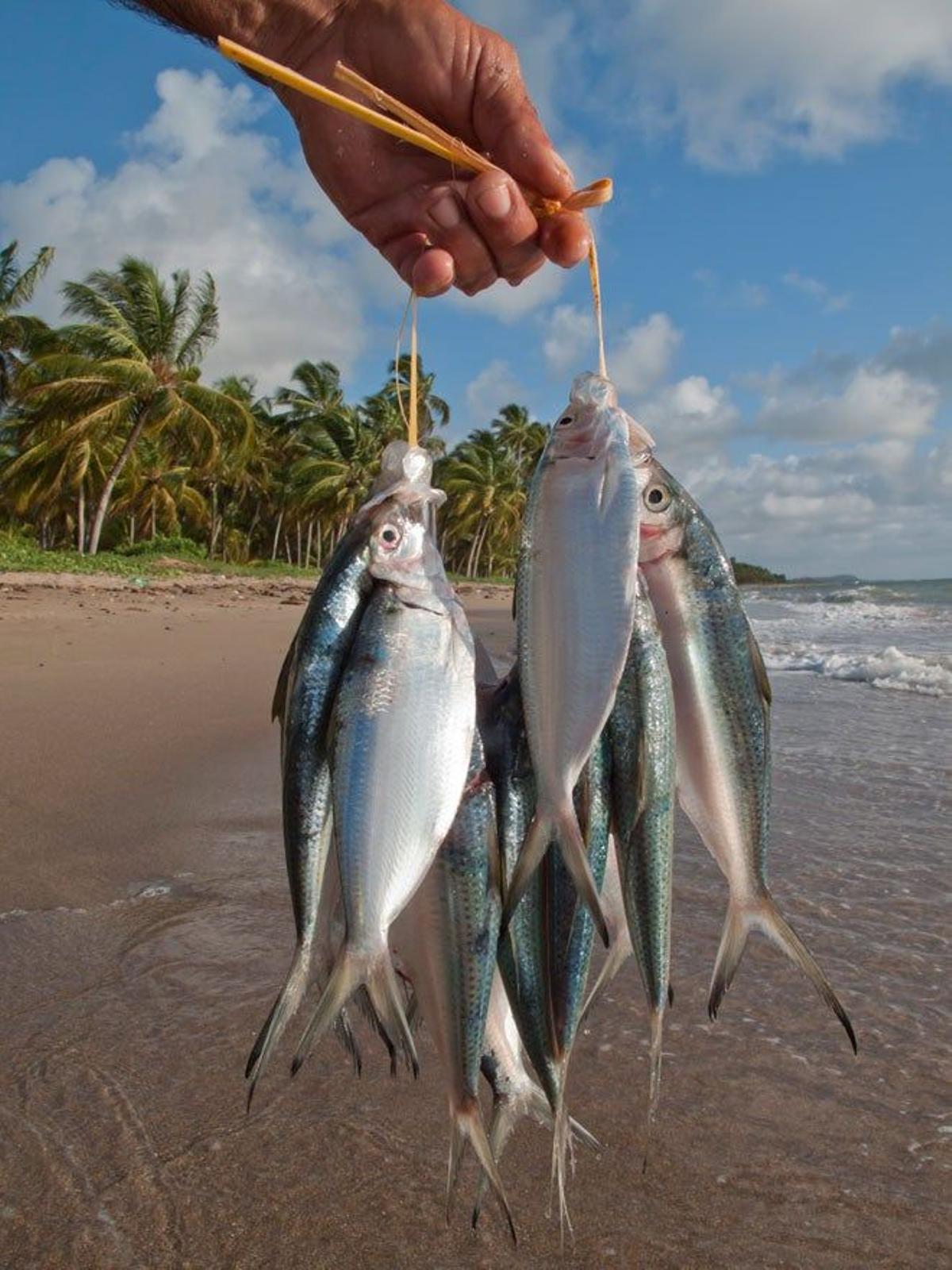 Pescador con sardinas en el estado de Alagoas.
