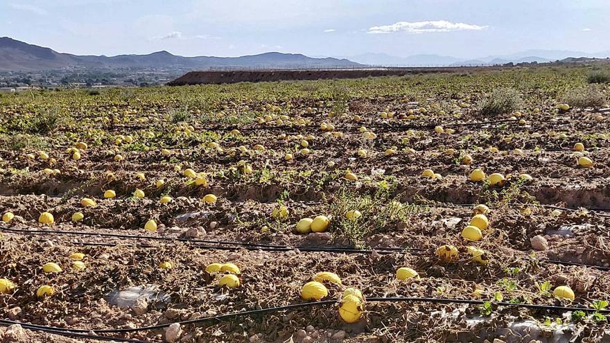 La sobreexplotación de los acuíferos obligará a eliminar un tercio del regadío en el Altiplano