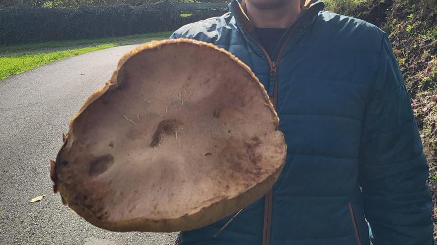 La seta hallada en Piñeiro, cuyo sombrero se asemeja en forma, y casi tamaño, al típico mexicano.