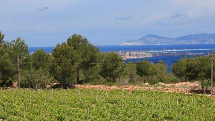 El cambio climático adelanta la vendimia dos semanas en Ibiza en la última década