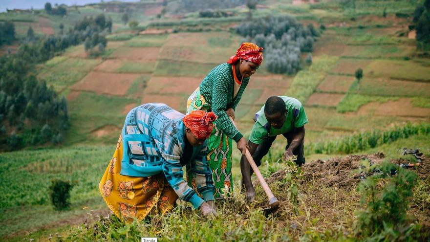 El gran proyecto de reforestación de África podría ser ecológicamente inadecuado