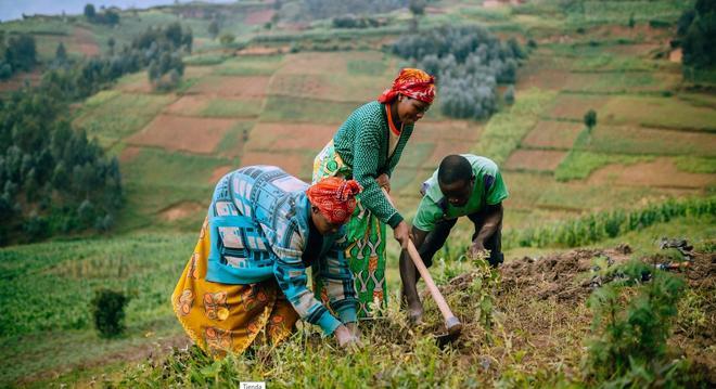 Alertan de que el gran proyecto de reforestación de África puede ser inadecuado