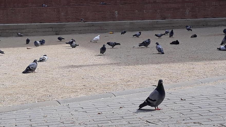 Un grup de coloms al parc infantil que hi ha al carrer de Joan Brossa