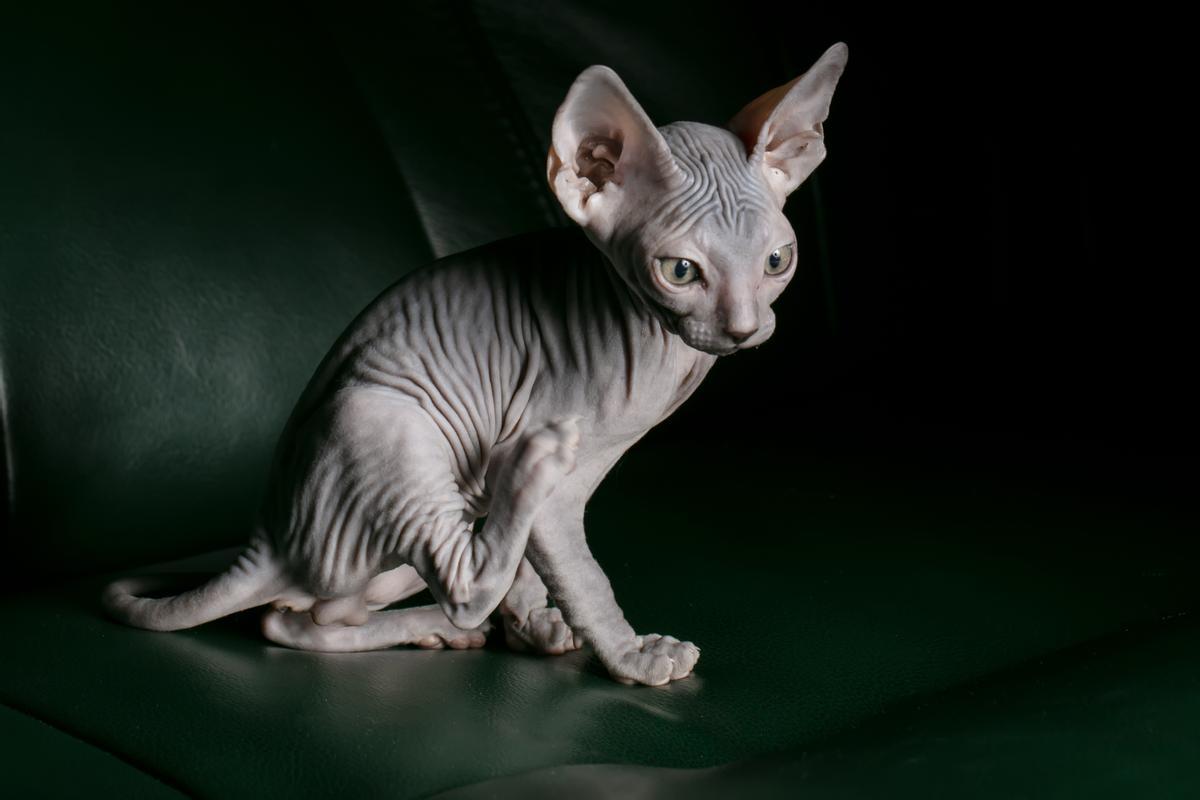 Características físicas y de personalidad del gato sin pelo que lo hacen tan especial