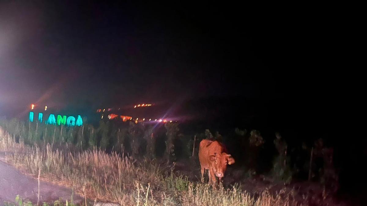 Una de les vaques interceptada a la nit dins la vinya