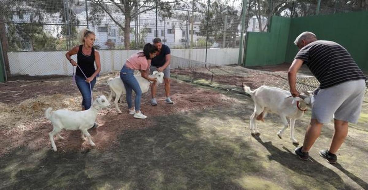 Desalojados del municipio de Agaete del incendio ...