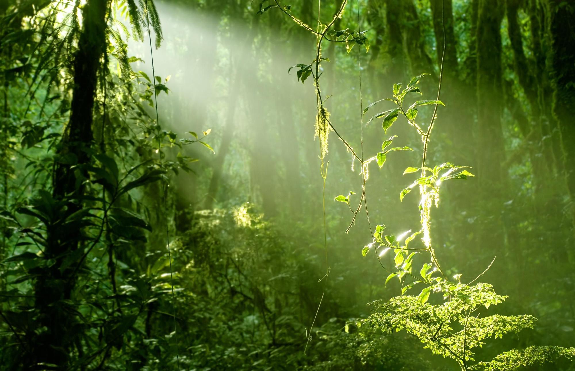 Un laboratorio verde llamado Santa Elena en Costa Rica