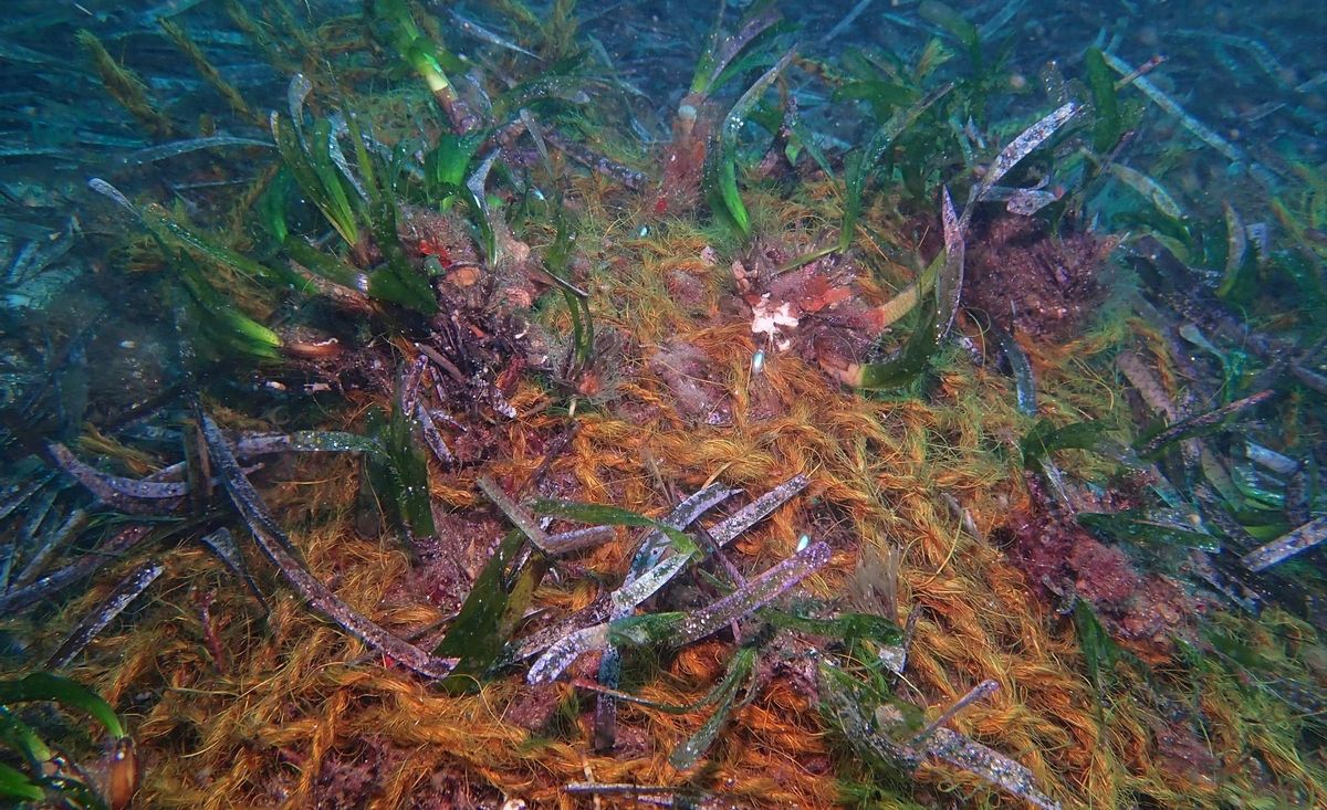 Mataró encara una prova pilot per a la replantació de posidònia a les seves costes Mataró encara una prova pilot per a la replantació de posidònia a les seves costes