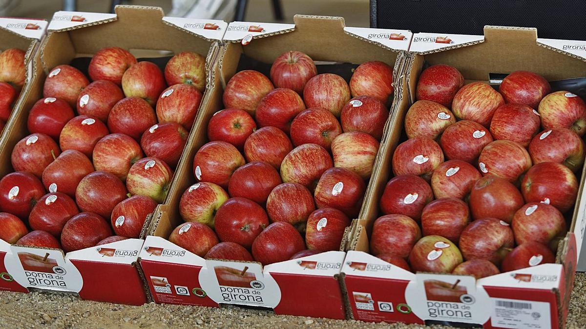 La primera collita de la poma de Girona d’aquesta temporada.  | ANIOL RESCLOSA