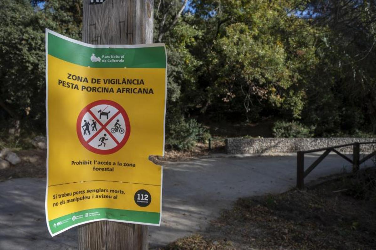 Restricciones de las actividades al aire libre en Collserola a causa de los brotes de peste porcina africana.