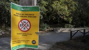 Restricciones de las actividades al aire libre en Collserola a causa de los brotes de peste porcina africana.