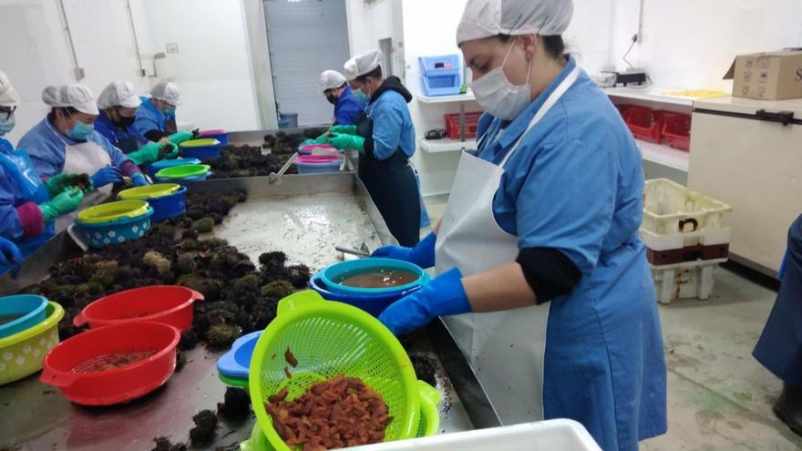 Un grupo de trabajadoras en la línea de procesado del erizo de mar, un producto que duplicó su cotización en el último lustro / p. pedreira