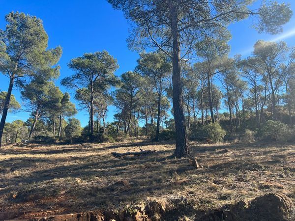 Una máquina que realizaba trabajos forestales provoca un incendio en Serra