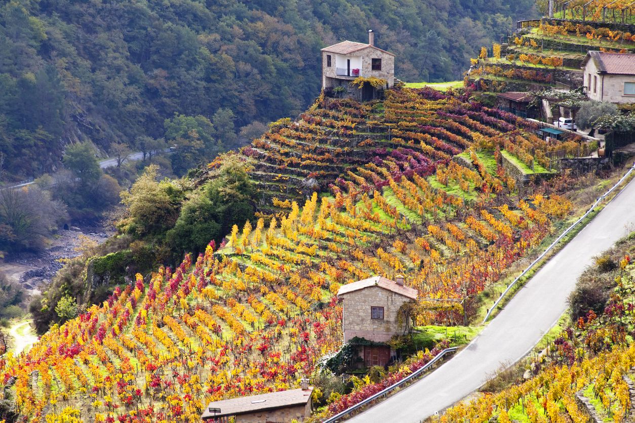 Viñedos en la Ribeira Sacra.