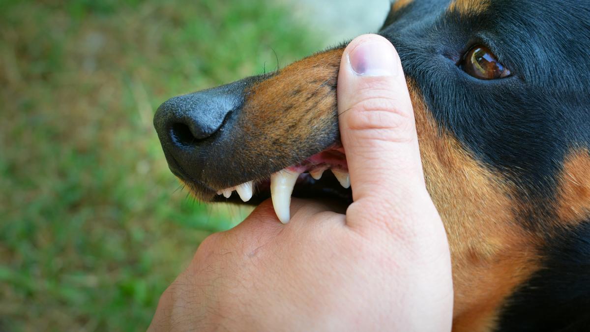 Podrían sacrificar a tu perro si muerde a una persona?