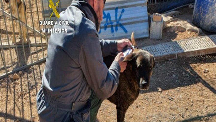 Pla obert d&#039;un agent de la Guàrdia Civil amb un gos en una protectora d&#039;animals del Baix Ebre