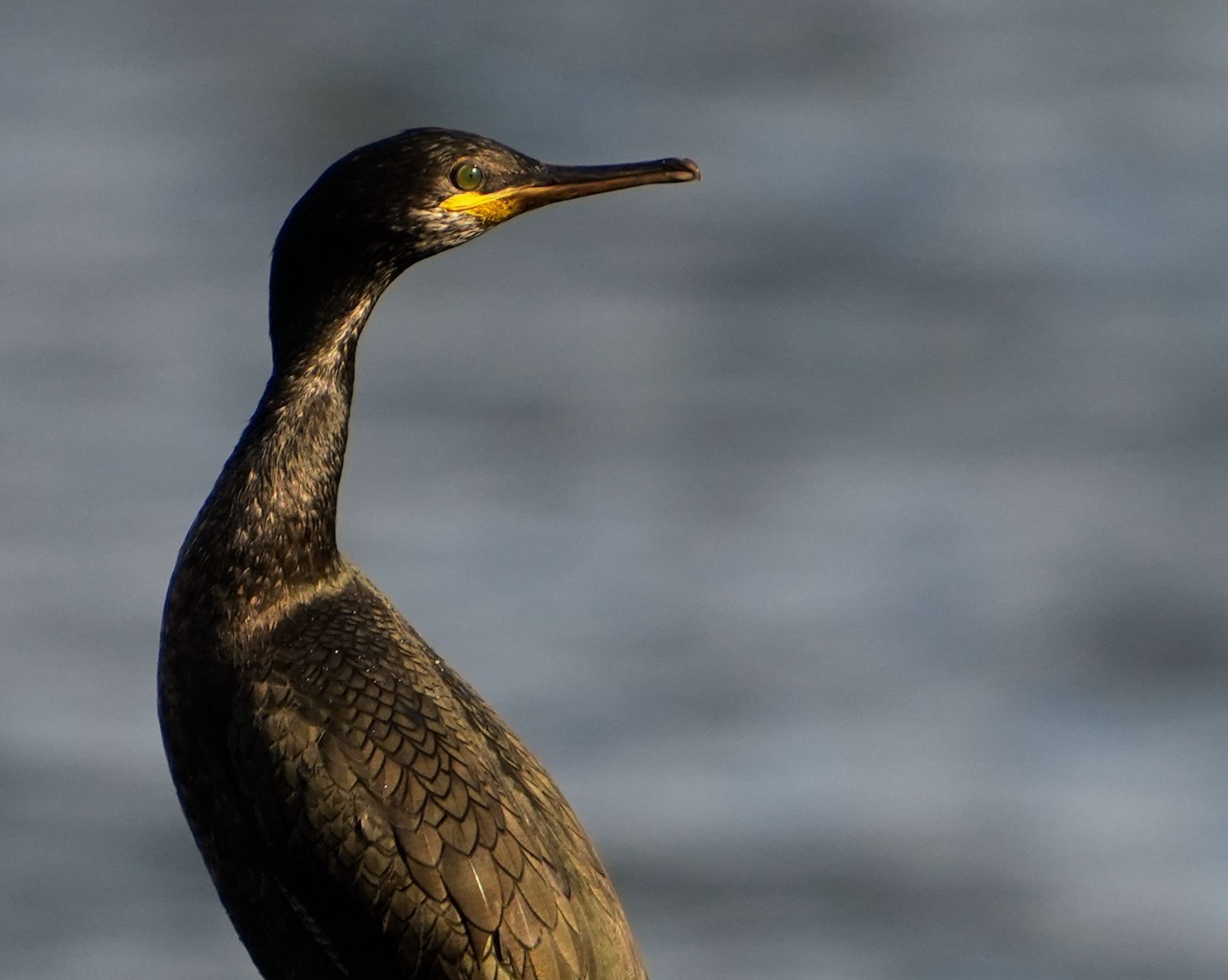 Aves avistadas en la primera expedición del año a bordo del "Chasula".