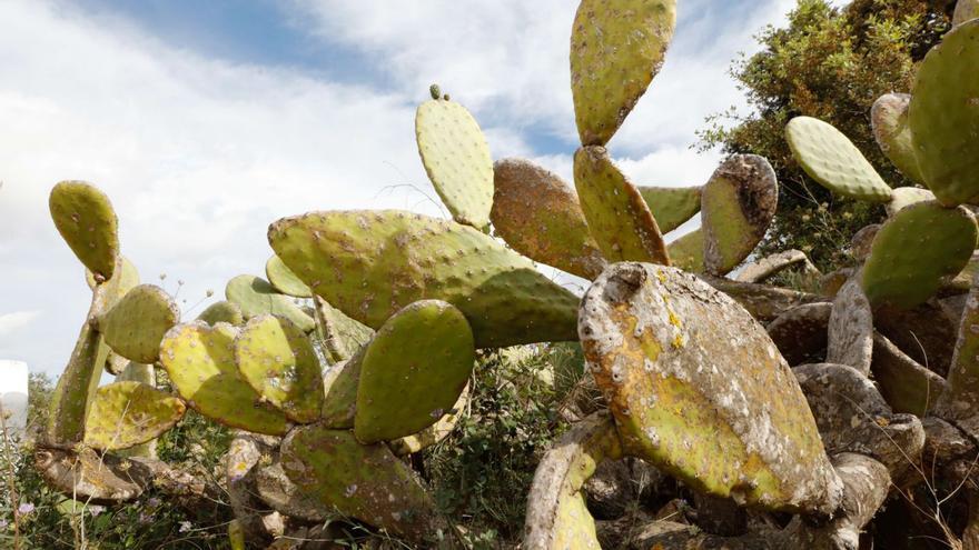 Ibiza pide que la pita y la chumbera no se consideren plantas invasoras