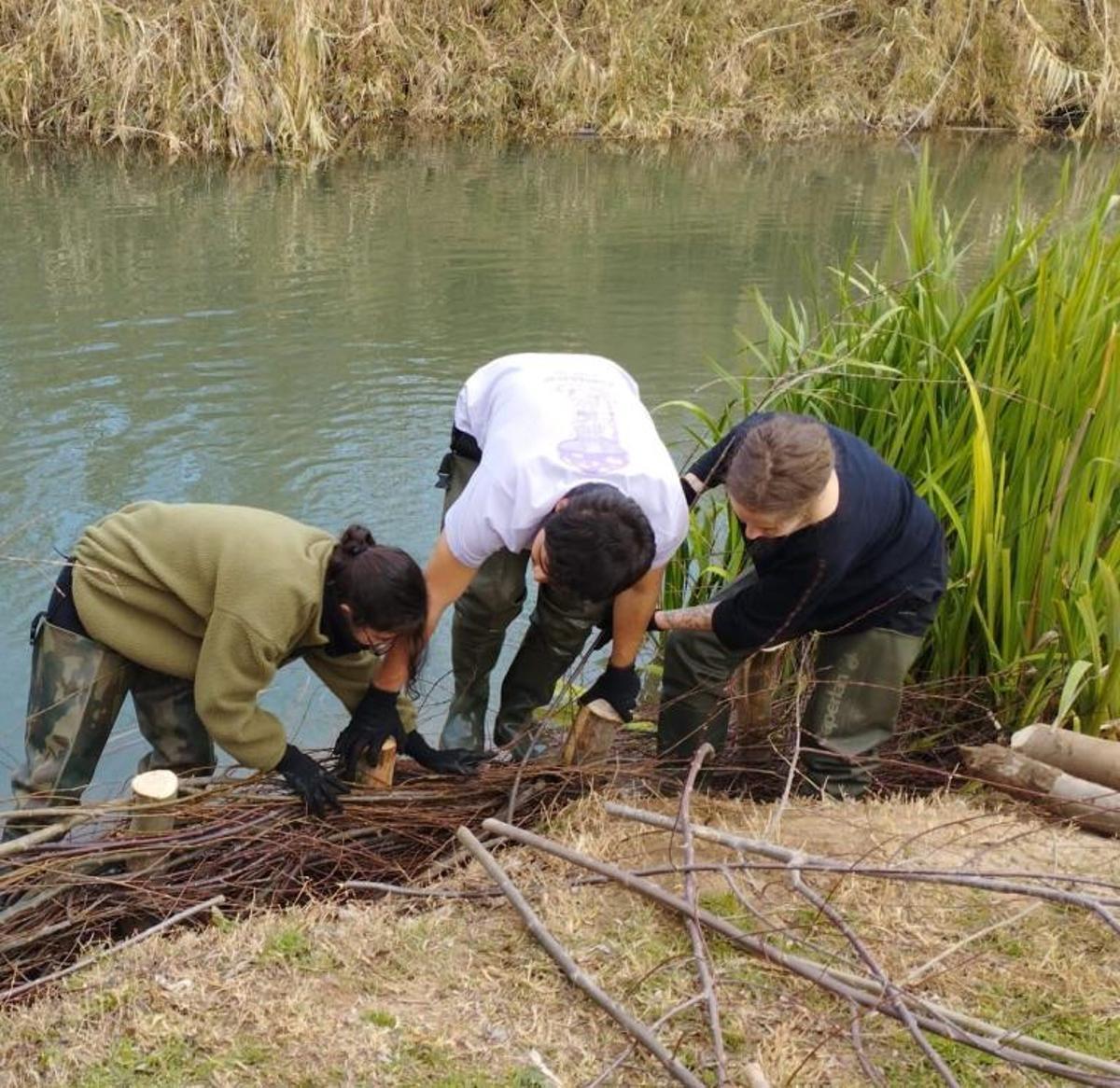Trabajos de limpieza realizados recientement en el río Sellent a su paso por Càrcer.