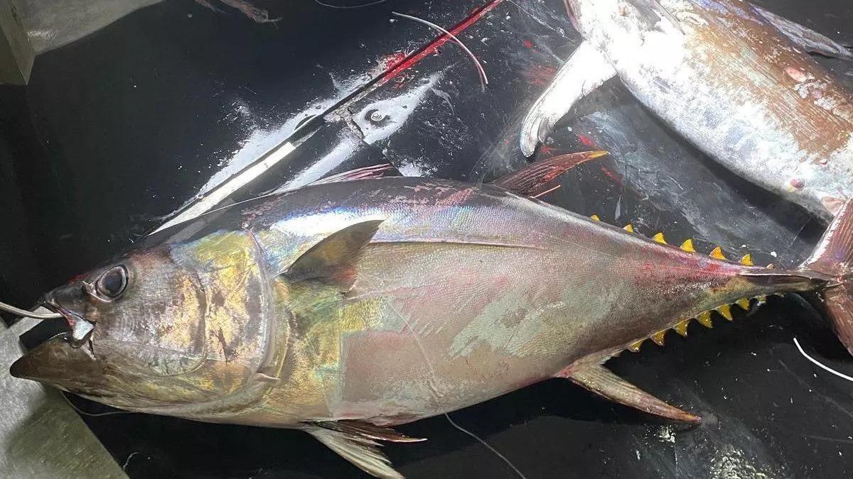 El atún capturado por el barco de la viguesa Opnapa, el «Escualo Cuatro».