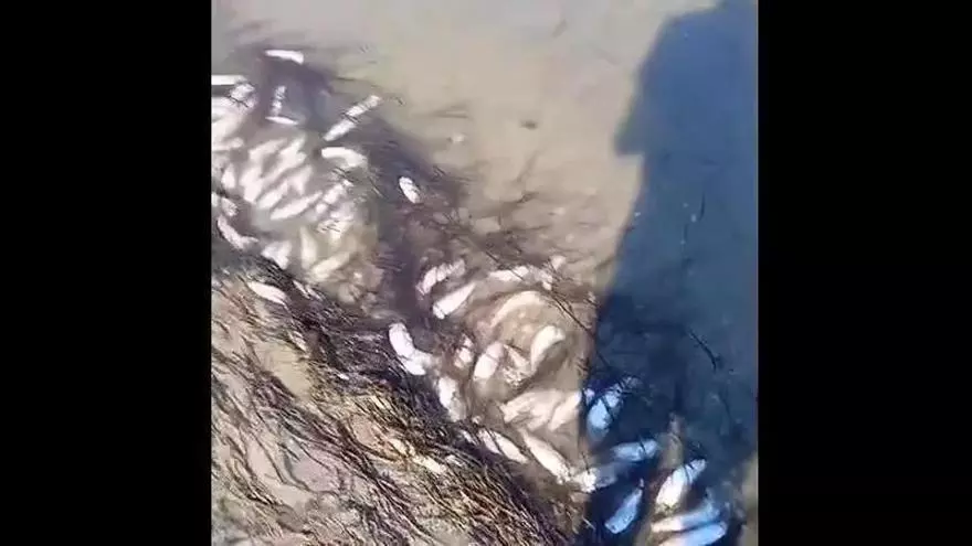 Falsa alarma en el Mar Menor: los peces muertos hallados en La Manga eran descartes de pesca