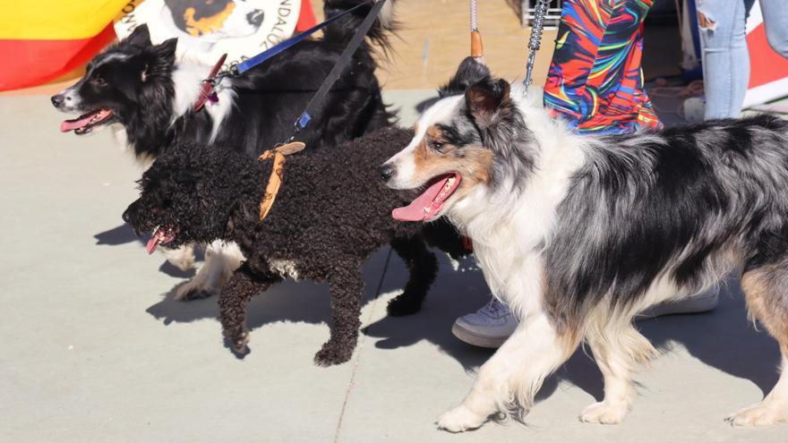Archidona celebra los 31 años de su histórica Feria del Perro