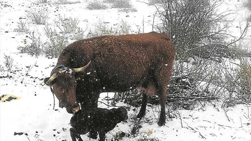 La nieve reaparece en Torre Miró para despedir el invierno