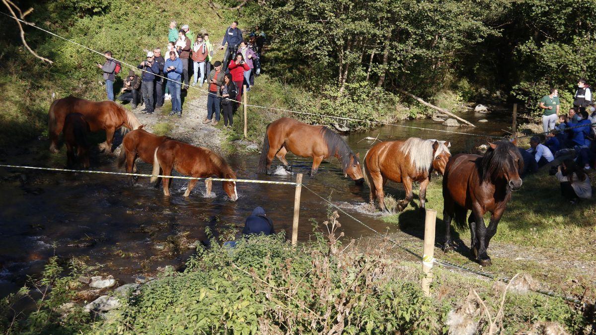 Pla general de cavalls creuant el riu a la Tria de Mulats d'Espinavell