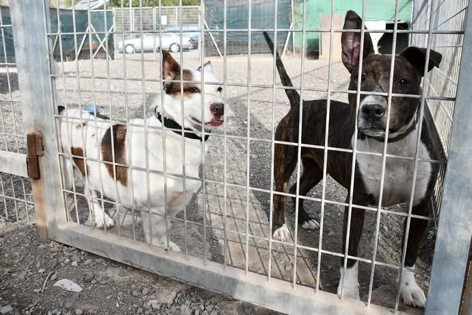 05/02/2020 CARBONERAS. SANTA LUCIA DE TIRAJANA. Inauguración del CETA, Centro de Estancia Temporal de Animales .   Fotógrafa: YAIZA SOCORRO.  | 05/02/2020 | Fotógrafo: Yaiza Socorro