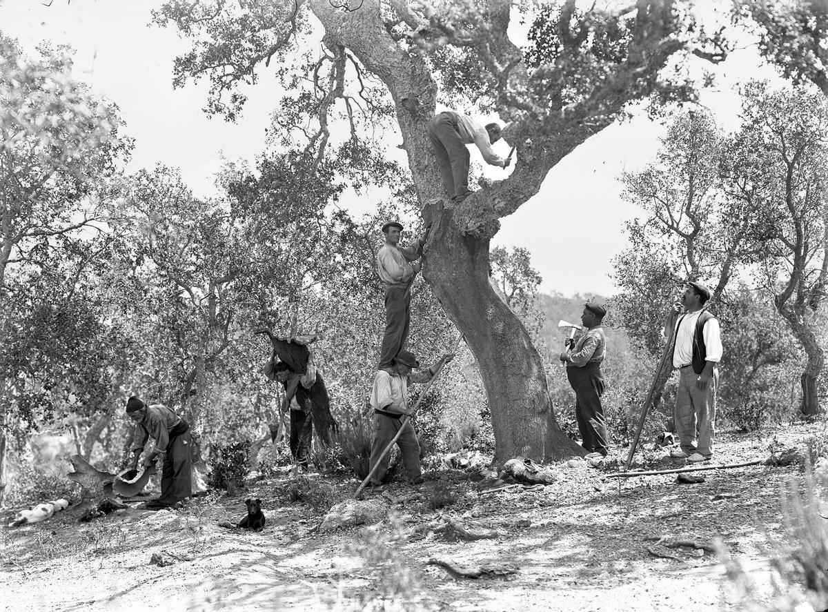 Peladors de suro posant per a una fotografia a Fitor, entre 1910 i 1915.