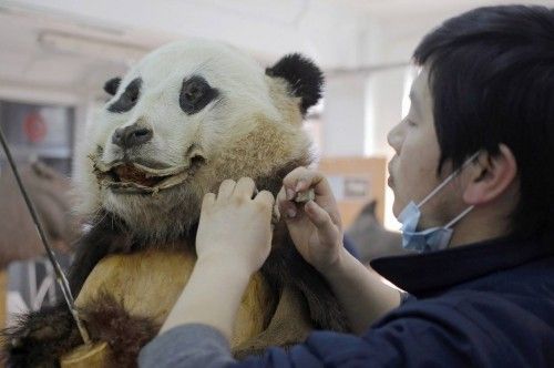 Un empleado trabaja en un espécimen de panda en el Museo de Historia Natural de Shanghai