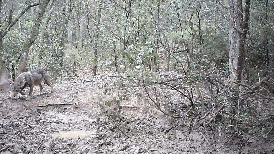 Una imatge captada de dia permet veure el llop del Moianès