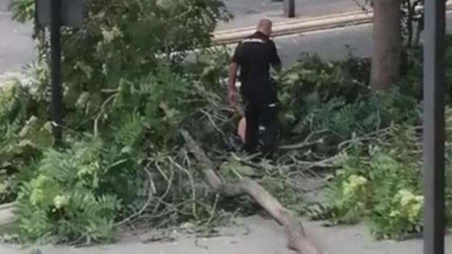 La rama que cayó sobre una mujer ayer en la avenida del Vedat de Torrent.