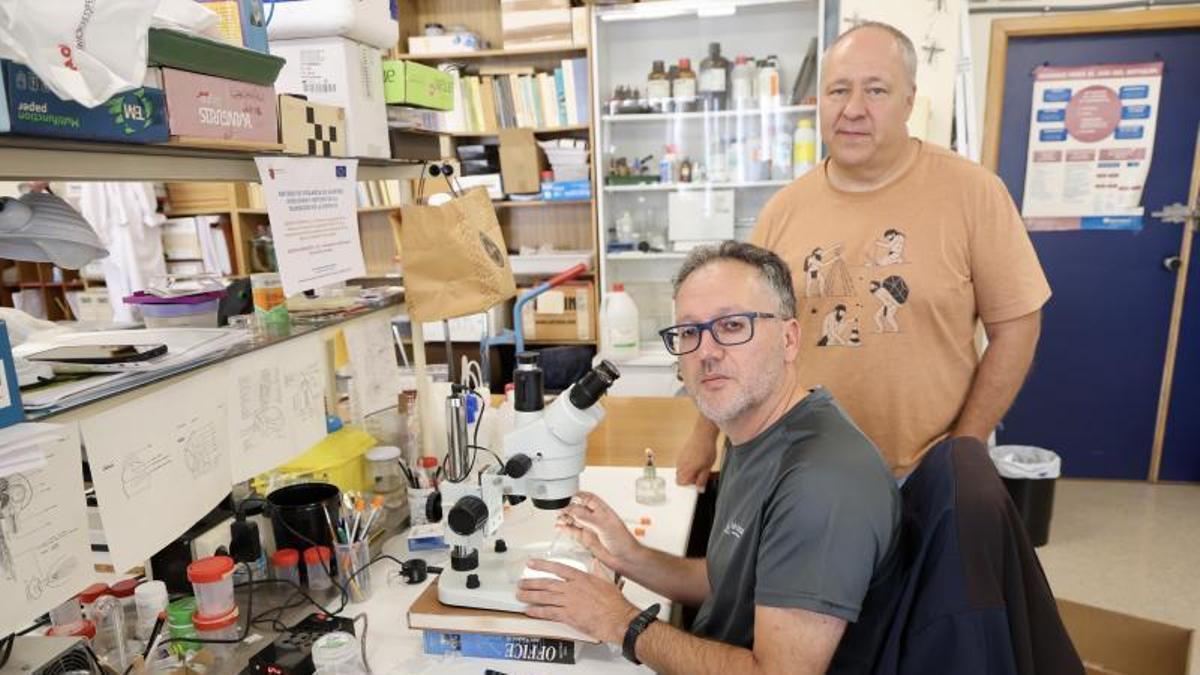 El profesor de Zoología Francisco Collantes (de pie) junto a otro investigador ayer en la UMU.