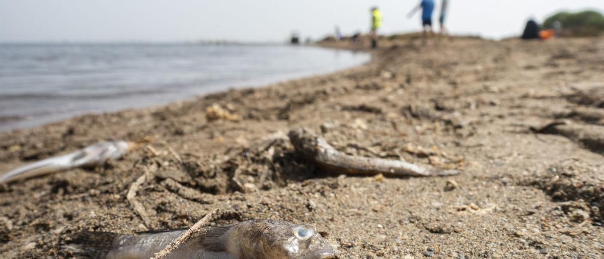 Peces muertos en el Mar Menor en agosto de 2021. Peces muertos en el Mar Menor en agosto de 2021.