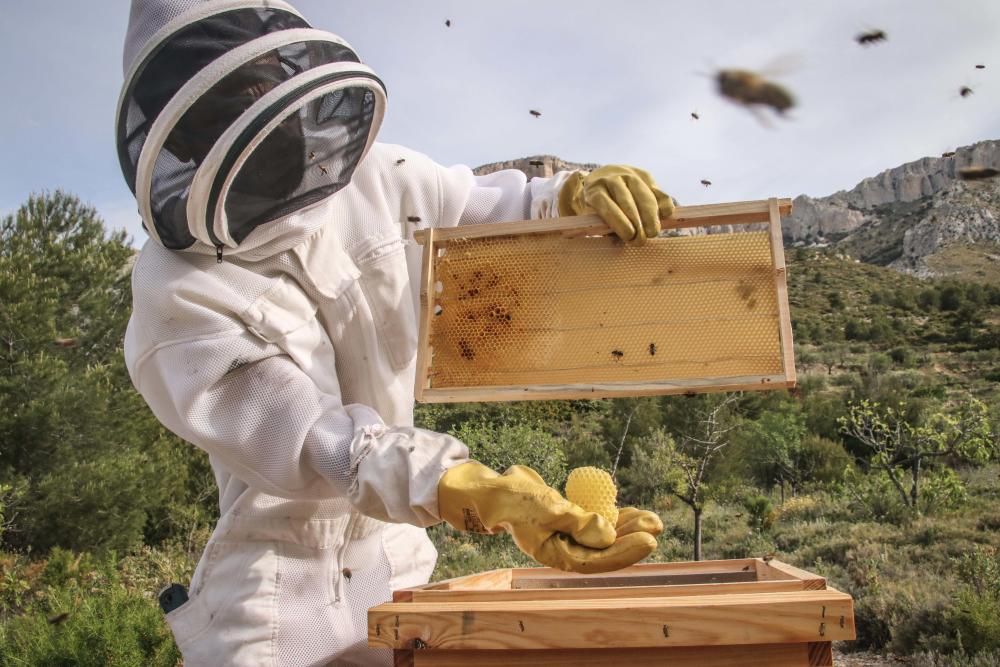 La fumigación contra la Xylella acaba con el 30% de los panales de abejas de la provincia de Alicante.