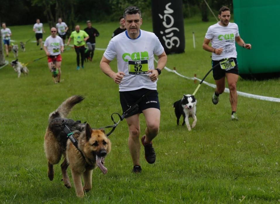 "Can We Run" reúne a más de 400 perros y corredores en el Parque Fluvial de Viesques, en Gijón.