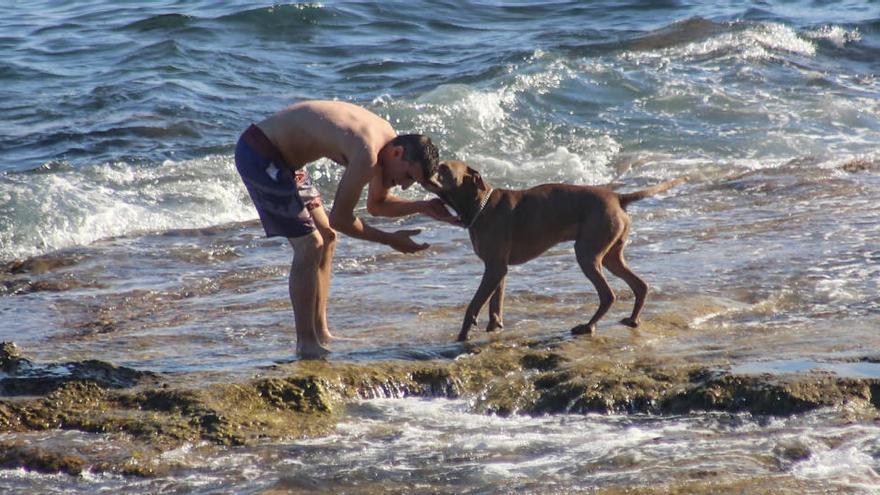 El alcalde suprime por decreto las dos playas caninas de Torrevieja