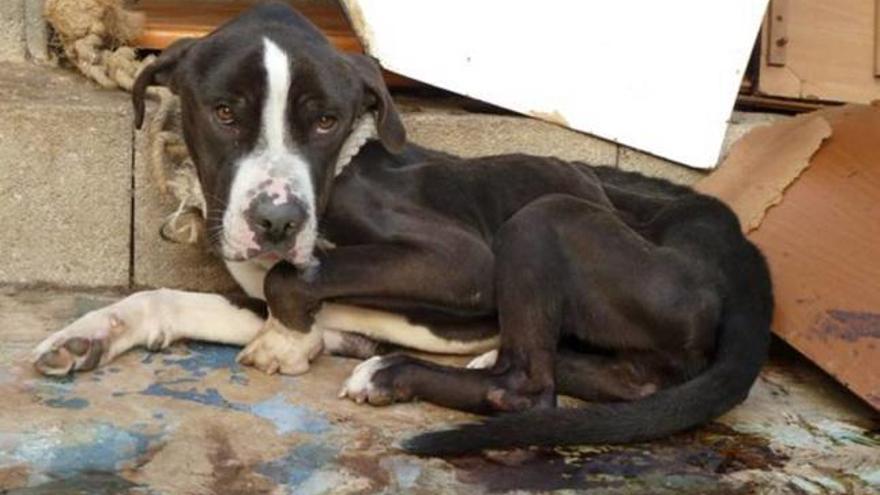 Der völlig vewahrloste Hund war 2013 in Palma von der Polizei gefunden worden