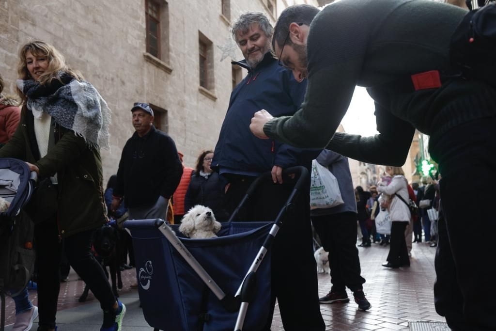 Palma celebra sus primeras 'beneïdes' sin animales exóticos por la Ley de Bienestar Animal