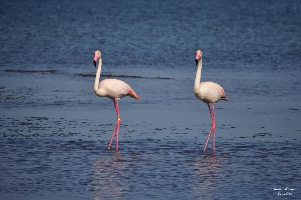 Flamencos en el Mar Menor