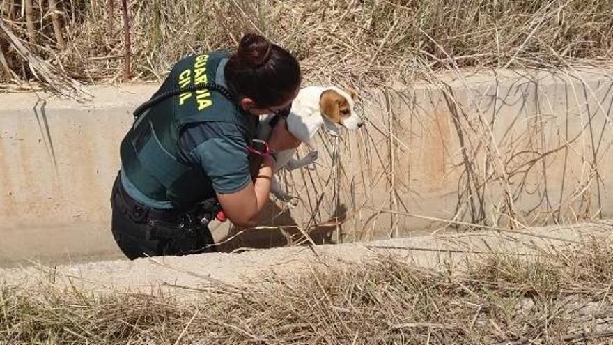 Rescatado un perro que no podía salir de una acequia en Cullera