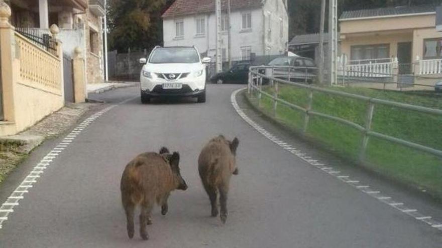 Dos jabalíes en una carretera de Sada.