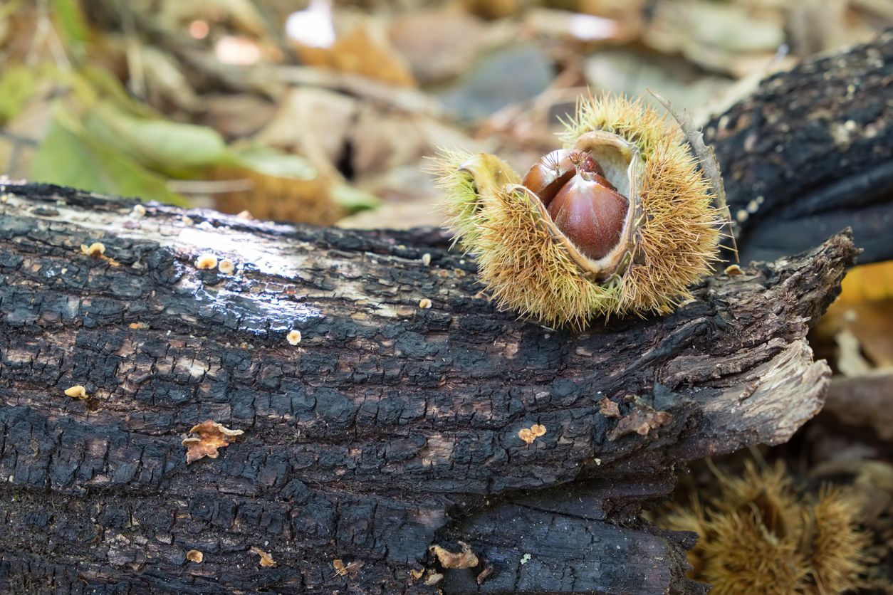 Castaño caído abierto en el bosque de castaños en el viejo tronco de árbol caído