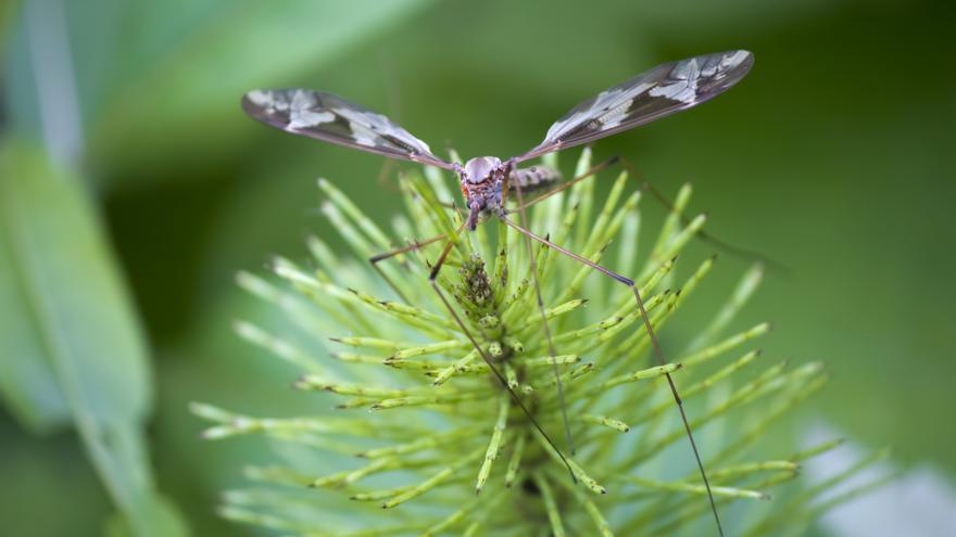 Este es el secreto para acabar con los mosquitos de tu casa de una vez por todas