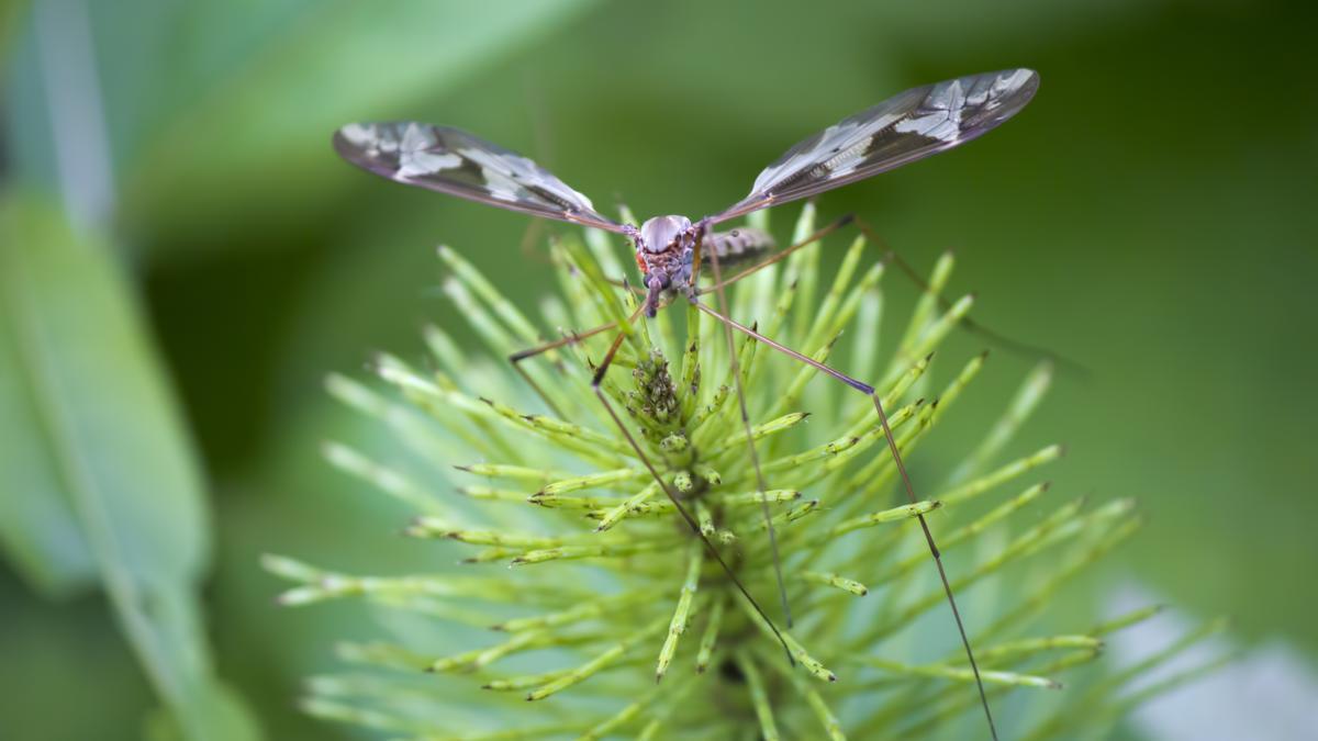 La planta que los repele y que debes tener en casa para eliminar estos insectos.