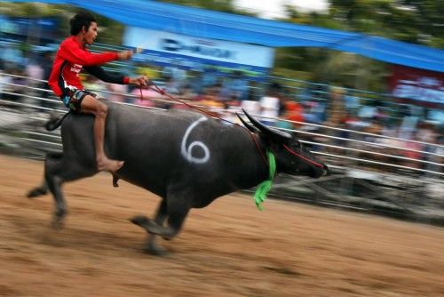 Jockey competes in Chonburi's annual buffalo race festival