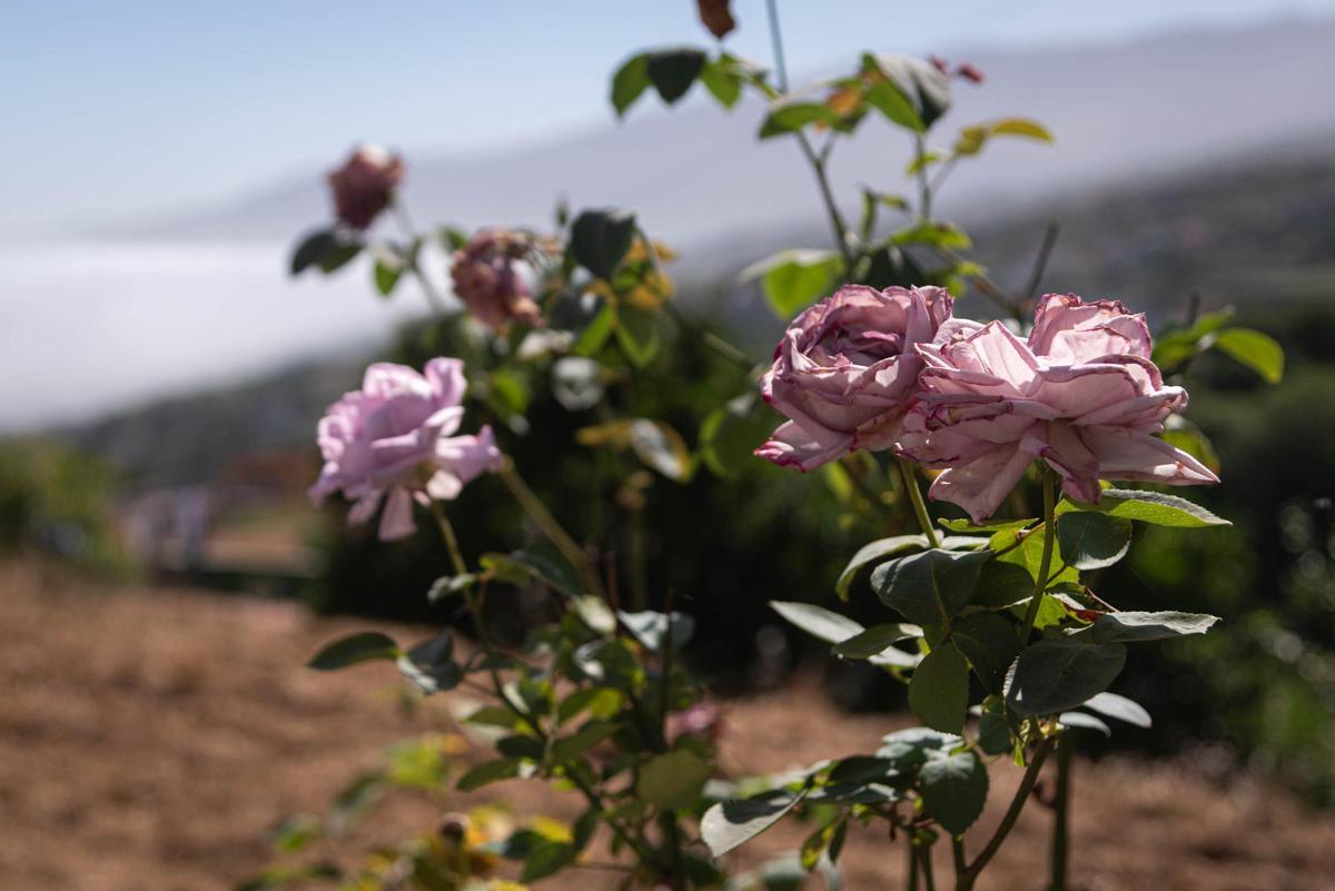 Tenerife Vaciada: Hoya de Pablos, Los Realejos