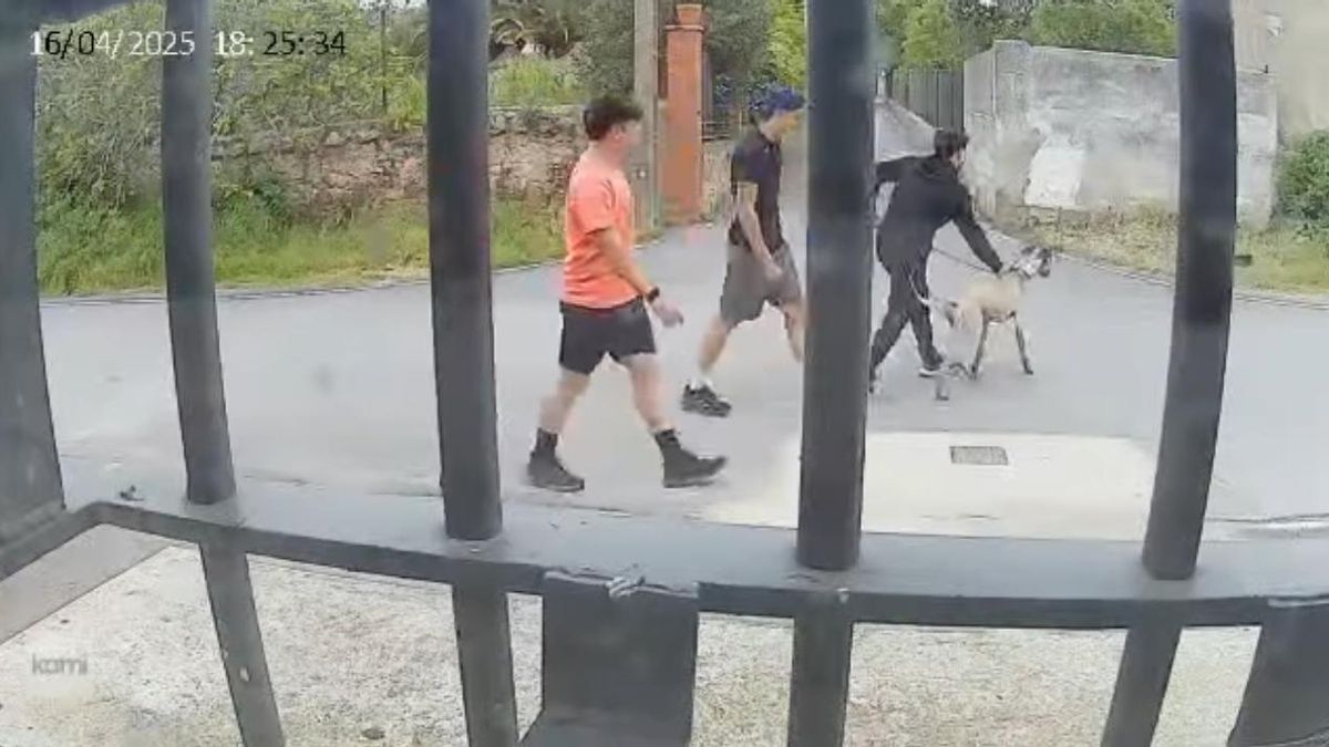 Imagen captada por una cámara del galgo y los menores.